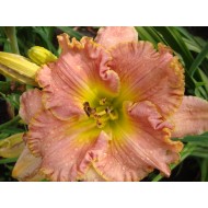 SPACECOAST STARBURST